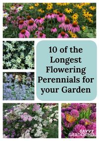 For non-stop color, plant the longest flowering perennials in your garden!