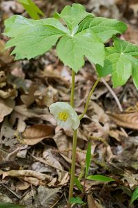 Podophyllum peltatum - Wikipedia