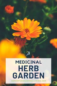 Plan and plant a medicinal herb garden uniquely suited to your family's special needs with this easy to follow guide. Get all the info to get started on my blog.