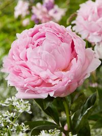 Introducing Peony 'Pillow Talk' – truly one of the best and a favorite in the flower industry. This remarkable peony produces flowers that can exceed 10 inches in diameter when in full bloom, making a grand statement in any setting. The pale pink flowers of 'Pillow Talk' are both refined and powerful, combining impressive size with a sweet, satiny texture. Thanks to its sturdy stems and magnificent blooms, 'Pillow Talk' stands out as one of the most beautiful peonies available. Its large, elegan