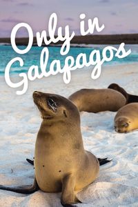 When to Visit the Galapagos: The Galapagos Islands are easily one of the most incredible island archipelagos in the world. #itravelbetter #galapagos #seaotters