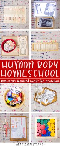 From Bones to the Brain to Blood and so much more learn all about the human body with our Montessori inspired unit study!