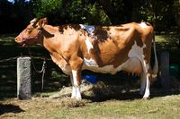 Guernsey Dairy Goats | Guernsey-Cow-Guernsey-Royal-Agriculture-Show-290710-©RLLord-9777-SGB ...