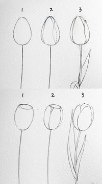 How to draw flowers step by step for beginners | how to draw tulips | how to draw flowers watercolor pencil | how to draw flowers realistic easy sketches #howtodraw #howtodrawflowers #artisthue