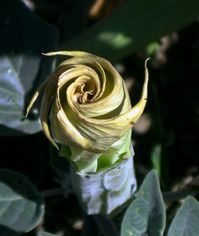 Angel's Trumpet - Brugmansia - Datura - What Blooms in Santa Barbara - Cartas…Letters from Home