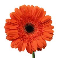 Bursting with brightly colored petals, the Melon Orange Gerbera Daisy is delectably beautiful. With a dark center, the citrus orange petals have a beautiful contrast. Pair with bright colored FiftyFlowers blooms like the Assorted Farm Mix Combo Pack or Spring Flowers Mixed Box. Bursting with color and energy, choose the Melon Orange Gerber Daisy for your special event.