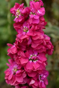 "100 Stock Seeds Matthiola Column American Beauty Matthiola Seeds These stock seeds of the Column American Beauty will make some great cut flowers when grown. Matthiola seeds will grow nice plants for flower arrangements with strong long sturdy stems. The Matthiola Column is a dense, showy spikes of scented, large, double flowers closely spaced on the single stems. Produces approximately 50% double flowering plants. Single-stemmed florist types have dense, showy spikes of scented, large, double