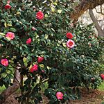 The McNeese State University campus has a beautiful camellia bush like this one outside of the Business Building.  It's always so pretty when it blooms.