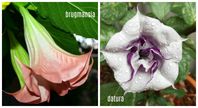 peach brugmansia and purple white datura flowers