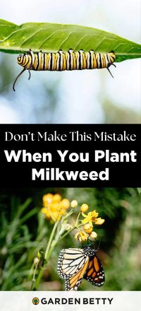 You’ve probably heard that you should plant milkweed to save the monarch butterflies. But many people make this one common mistake when they buy milkweed plants for their garden—and inadvertently do more harm than good.