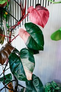 How to get more pink leaves from your Philodendron Pink Princess