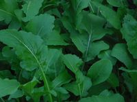 How to Grow and Use Arugula