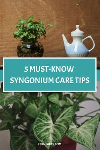 Discover the simple secrets to caring for Syngonium plants! Providing bright, indirect light and occasional watering will keep your Syngonium thriving. It's important to maintain moist soil without overwatering to ensure healthy growth. Learn how to create the perfect environment for your gorgeous Syngonium plant today!