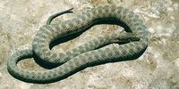 Water Snakes (Nerodia): Species, Habitat, Diet, & More