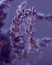 Dried Lavender.  Bunch of dry lavender. abstract, background, beautiful, beauty, bunch, bunch lavender, closeup, cold, decoration, dried flowers, dried lavender, flower, lavender flowers, light, macro, natural, nature, plant, purple, purple background, season, white, bloom, blossom, branch, dry, leaf, violet background, violet flower