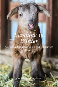 Lambing in Winter: a checklist of what you need for winter lambs www.theelliotthomestead.com