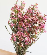 "\"ORGANIC Fresh Pink Wax Flower Large Bundle, Wedding, Corsage, Boutonniere, Pretty Wildflower + Free SAME-Day Shipping\" This small, delicate looking flower is great to add to bouquets or garland to add texture and color. Waxflower is super long lasting, perfect for putting in boutonnieres. Waxflower has a beautiful lemony fragrance...Each stem has multiple branches and many small blooms. It is Extremely versatile and excellent for all types of floral arranging - bouquets, arrangements, flower