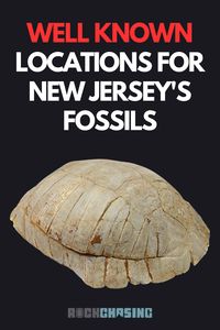 Is there fossil in New Jersey? You bet! Explore the amazing world of fossils and learn where to find these incredible remnants of ancient life! Fossil Tortoise photo provided by Fossilera