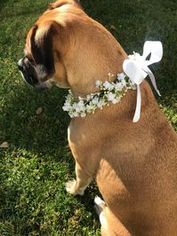 Dog Faux Baby's Breath Collar Accessory weddings | Etsy