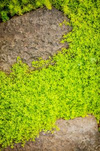 Thyme is an aromatic groundcover or upright plant that excels in beds, borders, and containers. #gardening #gardentips #gardenplants #groundcover #groundcoverplants #bhg