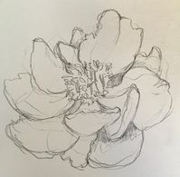 JaneVille: From my Sketchbook ~ Peonies! I love peonies. (and a mini-tutorial)