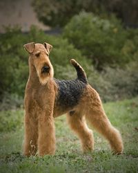 Airedale terrier