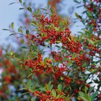 The Foster Holly is an elegant evergreen shrub known for its dense, glossy green foliage and striking red berries that add year-round beauty to any landscape. Growing 15-25 feet tall and 5-10 feet wide at maturity, this pyramidal holly is ideal for use as a privacy screen, hedge, or even as a standalone specimen tree. Its rich, dark green leaves stay vibrant throughout the year, while clusters of bright red berries appear in fall, lasting through winter, making it a perfect option for seasonal i