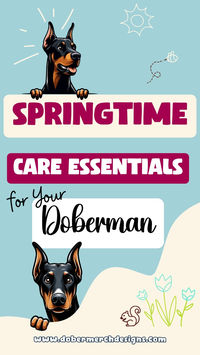 Don't miss out on our top seasonal care tips to keep your Doberman in tip-top shape this spring. Learn how to tackle common springtime challenges and ensure your Doberman's well-being.