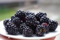 How to Grow Blackberries: The Complete Guide