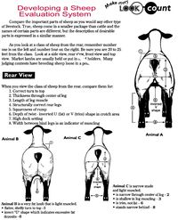 developing a sheep evaluation system