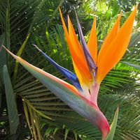 Bird of Paradise