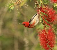 Scarlet honeyeater in Booderee National Park | by Corrine le Gall