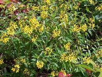 Thryallis is a shrub which will get bushy and has a yellow flower that covers the shrub all year round. Best used as a backdrop bush with color or to