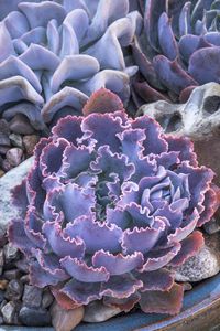 Echevaria Neon Breakers Hens and Chicks. Striking hybrid succulent forms colorful rosettes of many red-violet-mauve leaves with frilly neon pink edges. Showier and more robust than 'Pink Frills' and others of its type, it is also far more disease and pest resistant. Produces offsets to form clumps. Perfect for containers, rock gardens or waterwise landscapes. A Renee O'Connell hybrid.