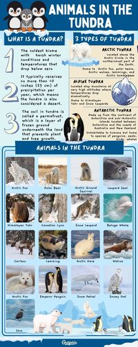 20 Amazing Animals in the Tundra (Facts & Photos) - Outforia