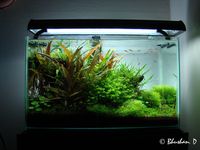 10 fool-proof fish for a 10 Gallon Aquarium