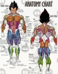 Pegatinas «Saiyan Anatomy Chart» de Rav Tammana | Redbubble