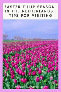 Here’s all the info you need about the visiting the spring tulips in the Netherlands...