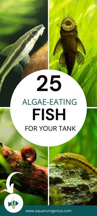 Looking for algae eater fish ideas to add to your freshwater aquarium? Here you'll find exactly that. The 25 best algae eating fish for any tank. Whether you're a beginner or a more experienced fishkeeper, these are great algae eater aquarium fish ideas for beginners.