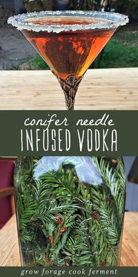 Winter foraging can be tricky, but conifer needles are plentiful in cool weather and you can make this refreshing conifer needle infused vodka! You can use any edible conifer needles - there are many, such as pine, spruce, fir, redwood, or hemlock. This foraged winter vodka is a lovely holiday treat! #forage #foraging #infusion #infused #vodka #herbalism #herbalist