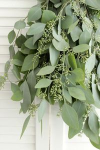 Fresh seeded eucalyptus bunches last a life time and are slightly fragrant. Use these fresh eucalyptus leaves to add extra color and texture to bouquets, wedding centerpieces, and home vase arrangement. ★ 100% California Grown Grown & Cut fresh at a farm in California. ★ Feel Fresh Breeze