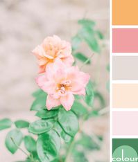 color palette, peach color, blush pink, lush green, light taupe, pale pink, soft orange, mint green, flower photography, flower images, beautiful flowers, peach flowers, pink flowers, green foliage