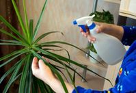 Common Pests Of Dracaena Plants: How To Manage Dracaena Pest Problems