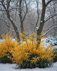 10 Best Shrubs For Winter