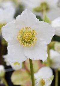 A member of the Gold Collection®, Helleborus niger 'HGC Josef Lemper' is a gorgeous Christmas Rose with large, single, pristine white flowers, adorned with a crown of showy golden-yellow stamens. As they mature, the blooms turn rose pink in cool weather, and pale green in warm temperatures. Unlike most hellebores, the flowers face outward attracting interest. They are borne on short, dark stems and rise above the evergreen foliage of leathery, dark green, serrated leaves. A very early bloomer, w