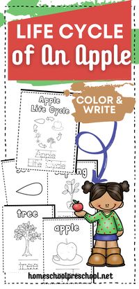 This preschool apple life cycle coloring book is designed to help kids learn (or review) how apples grow. Perfect for ages 4-7!