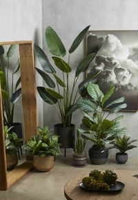 29 Indoor Plants Ideas Decor | Indoor Plant Ideas Plants For Apartment | Hanging Plant Indoor