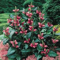 Pink turtlehead chelone: likes wet feet, dappled to close to full shade. Self propagates but not invasive!