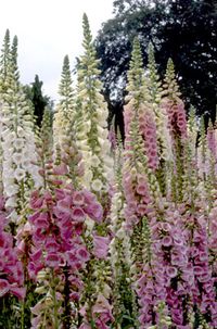 foxglove