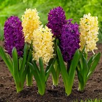 Hyacinth Bulbs